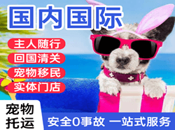 青岛空运国际宠物托运 【国